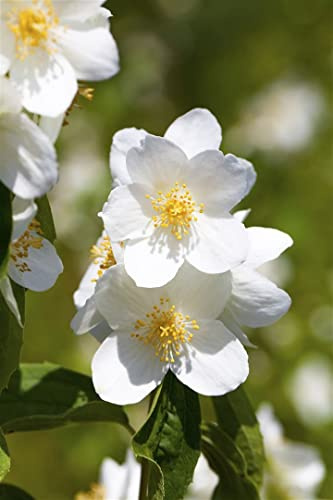 Duftjasmin Philadelphus Belle Etoile 60-80 cm winterhart Heckenpflanze | Intensiver Duft, sonnig bis halbschattig, blühfreudig, ideal für Beet und Sichtschutz, schnittverträglich, robust