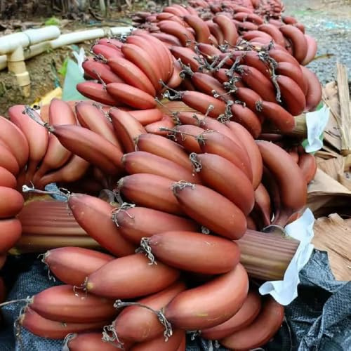 semi di banano - interno Aiuole rialzate appartamento giardino antiche varietà esotiche 100pcs