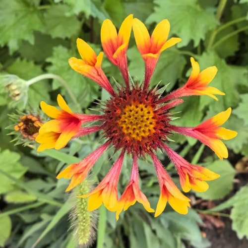 Kokardenblume, bodendecker gartendeko für draußen schmetterlingswiese stauden winterhart mehrjährig alte sorten für sonnige plätze balkonpflanzen exotische steingartenpflanzen 250Samen