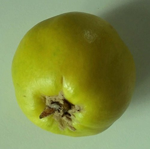 Grüner Garten Shop Quittenbirne Pyronia veitchii Kreuzung Birne x Quitte 150-170 cm im 10 Liter Topf Unterlage Quitte A