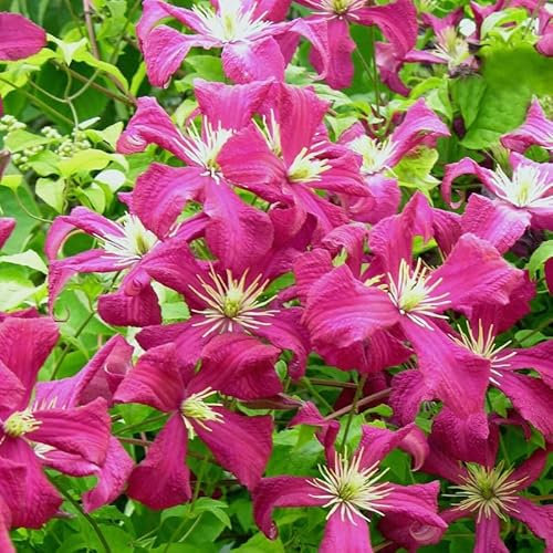 Clématite Mme Julia Correvon C1, 5L