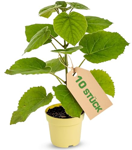 Paulownia Hybrid Z07 10x – schnellwachsender Kiri-Baum/Blauglockenbaum für Garten, Schattenbaum & Wertholzanbau – robuste Paulownia-Sorte ohne Gentechnik - 11cm Topf