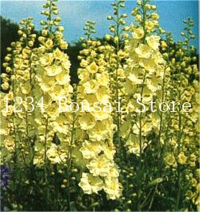 Graines De Fleurs De Delphinium Consolida Ajacis Pour Un Beau Jardin Jaune Citron Ensemble De 100 Pièces