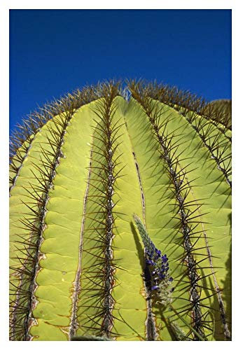 Global Gallery Detalle de cactus de barril gigante de espinas, isla de Santa Catalina, mar de Cortés, Baja California, México, arte de papel, 14 x 20 pulgadas