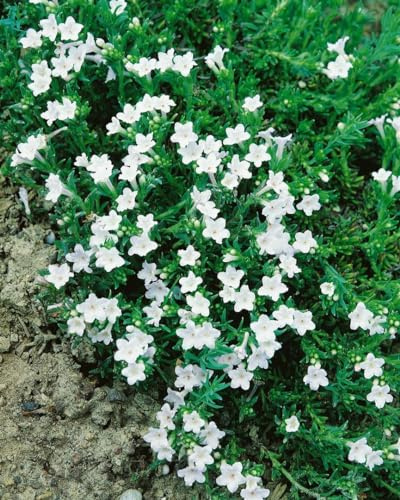Lithodora diffusa 'Alba' 9 cm Topf – Winterhart, Immergrün, Mehrjährig – Steinsame – Bodendecker für Steingarten & Beet