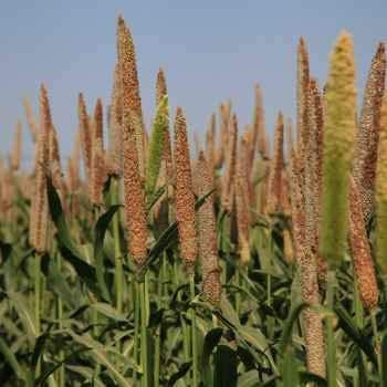 250 semi 0f miglio perlato - Pennisetum Glaucum: solo semi