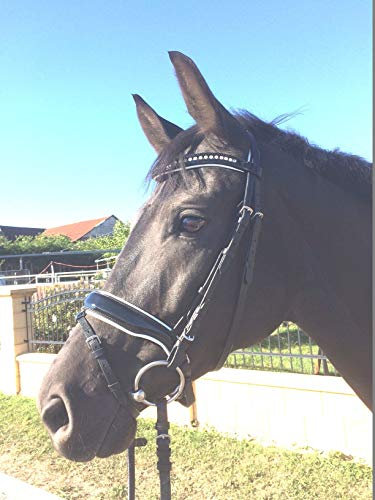 Gs sports Trense, Trensenzaum Berlin, mit Ohren und Gebissfreiheit sowie Lackleder Größe Warmblut