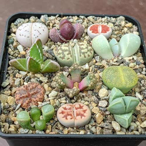 Sunnyplants Lithops & Mesembs Kollektion - Lithops Mischung, Seltene Lithops Pflanzen, Lebende Stein Sukkulenten, Mini Pflanzen (5 Stück)