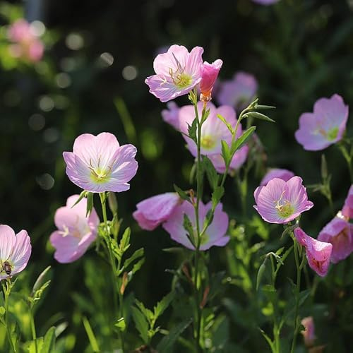 semillas onagra jardín de semillas de bonsái jardín las son resistentes silvestres decorativas - 150pcs