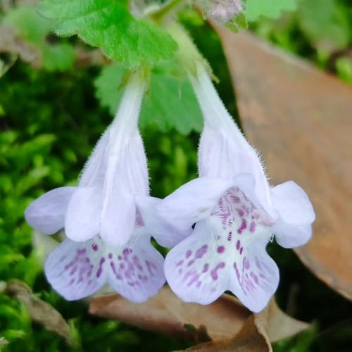 Edera terrestre di in vaso rialzata con semi di Decorazioni giardino per esterni, varietà antiche serre balcone selvatiche semi biologici, 250semi