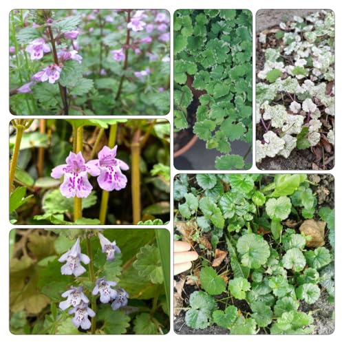 edera terrestre resistenti, autunnale, semi di balcone selvatici balcone 400pcs