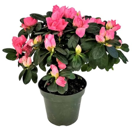 Arbusto de Flor Natural – Azalea Viva de Gran Valor Decorativo y Fácil de Cuidar