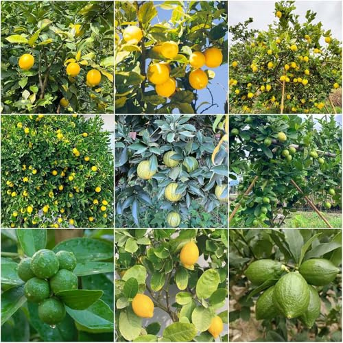 Limonero resistente - semi di bonsái semi di limone fresco balcone nani limonero reale 50pcs