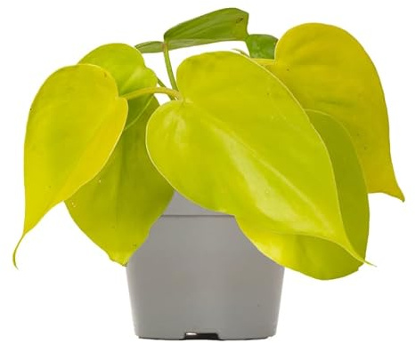 Poto Amarillo Planta de Interior Natural y de Cuidado Fácil