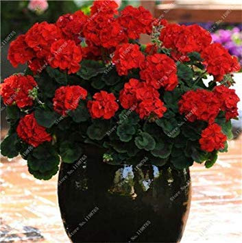 100 Pz fleur de géranium Rare iegato Geranio dans Vaso Camere Interni Casa jardin de fleurs pour plante: b