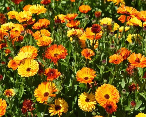 Nouvelles graines de fleurs de calendula fraîches 100 pièces