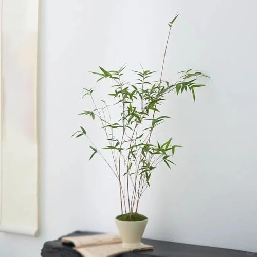 bambus winterhart - garten zimmerpflanzen winterfeste für balkon baumsamen büropflanzen bonsai bambuspflanze bambussamen steingartenpflanzen 40samen