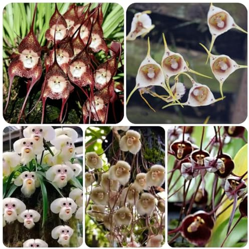 semi di orchidea scimmia - giardino resistenti esterno decorative balcone 200pcs