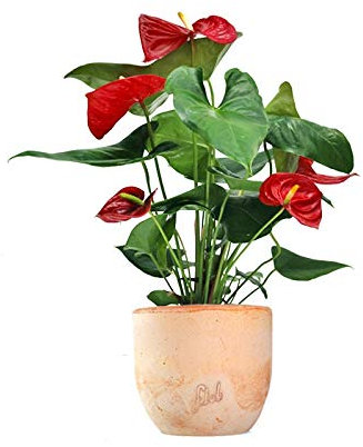 Anthurium Rosso Altezza 45 cm, Pianta Vera, Pianta da Interno, Vaso Artigianale in Terracotta