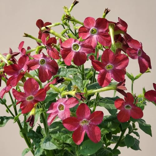 semi di tabacco biologici giardino resistenti, balcone 100pcs