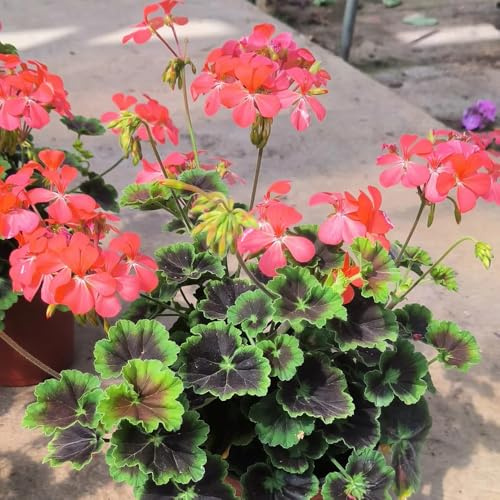 Geranien, bio outdoor pflanzensamen bodendecker topfpflanzen hochbeet deko wohnzimmer exotische zimmerpflanzen schnittblumen balkonblumen dekoration blumenstauden gartenpflanzen 380samen