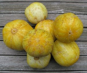 35 graines de True Lemon Cucumber - Cucumis sativus