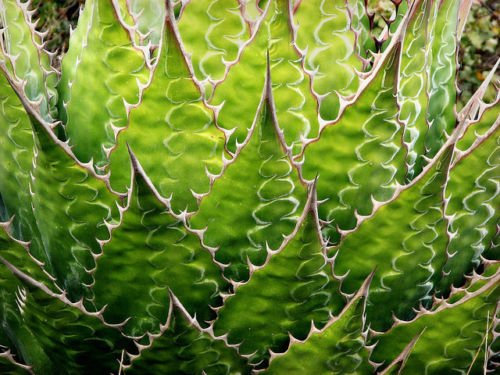 AGAVE Montana, rara succulenta pianta rustica secolo semi giardino esotico -15 SEMI