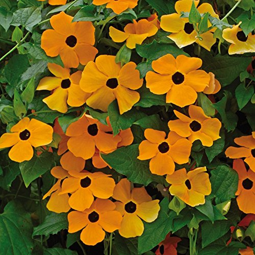 THUMBERGIA ALATA NR.50 SEMI