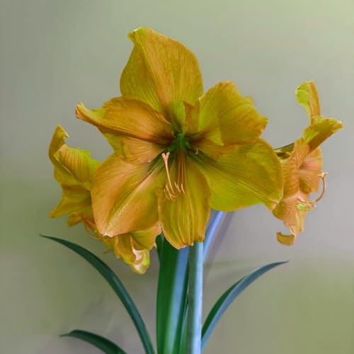 (HGJKYTFCDG) Kaufe die winterharte Amaryllis - Amaryllis Kaufen - Echte Amaryllis mit rhizome, ideal zum Kaufen für Ihren Garten-2Rhizome-I