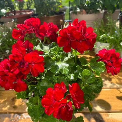 geranien, pelargonium winterharte deko balkon steingartenpflanzen bio blumenbeet schnittblumen 25samen