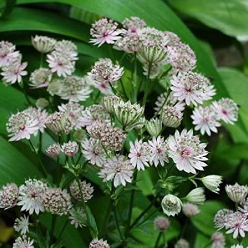 6 x Große Sterndolde Alba - Astrantia Major 'Alba' Topf 9x9cm: Weiße Blüten, kontrastreiches Laub, ideal für Schnittblumen.