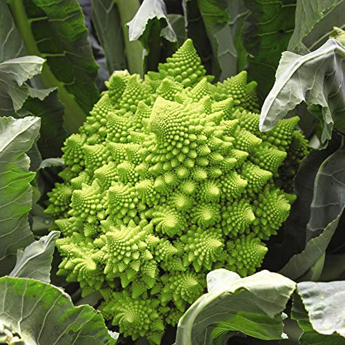 Cauliflower Romanesco precoce Brassica Oleracea Hardy Annual Vegetable Garden Plants Grow Your Own 1 x Seed Packet (125 Seeds) Cauliflower Romanesco precoceby Thompson and Morgan
