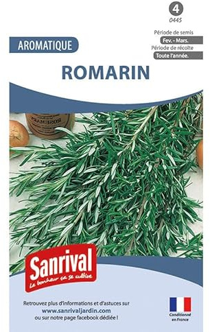 Graines aromatiques romarin vivaces