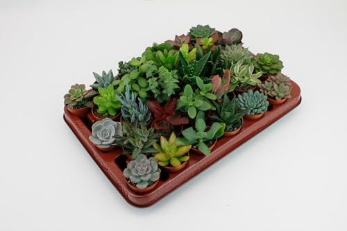 Sukkulenten Mix | 30 Stück - 7cm - Ø5,5cm - Zimmerpflanze - Multideal - Kakteen und Sukkulenten
