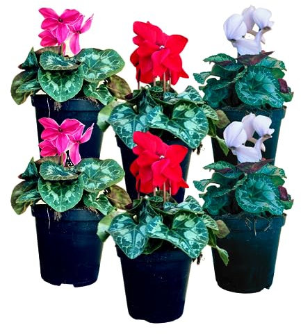 Ciclamino (6 PIANTE) - Fiori NON commestibili - Azienda agricola Carmazzi