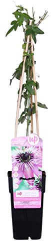 Bloomique - Passiflora 'Purple Haze' - Fleur de la passion - Violette - Plantes grimpantes - Plantes de jardin - Rustiques - Hauteur 50-70 cm - Pot 15 cm