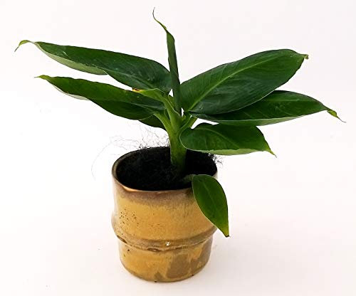 POWERS TO FLOWERS - BANANO, MINI PIANTA DEL BANANO IN VASO CERAMICA RUSTICO EFFETTO RUGGINE, pianta vera