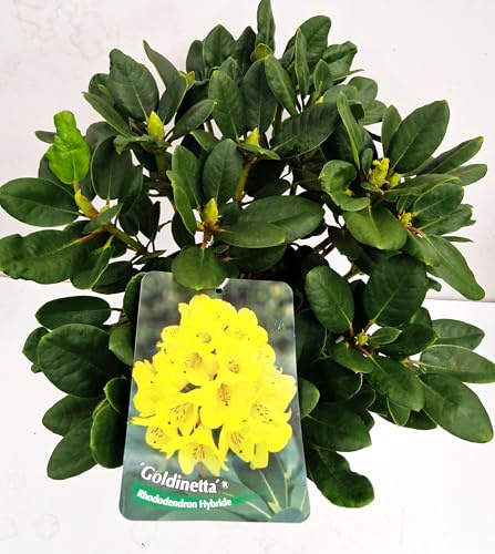 Alpenrose Rhododendron Goldinetta - R - 30-40 cm breit im 5 Liter Pflanzcontainer