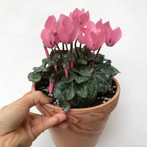 ciclamino - interni esotici semi di selvatici copertura suolo giardino ombra, 150pcs
