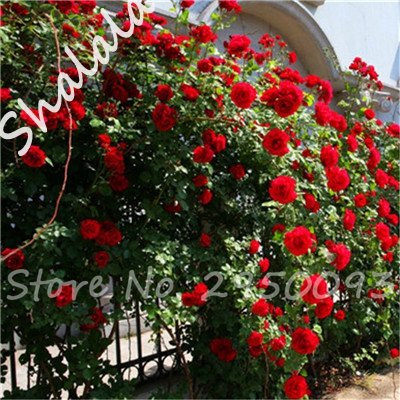 Giardino Serra pianta rampicante Roses semi Outdoor aerobici in vaso Rare Rosas Piantina Seeds Wedding della decorazione 10 pc/Bag 1