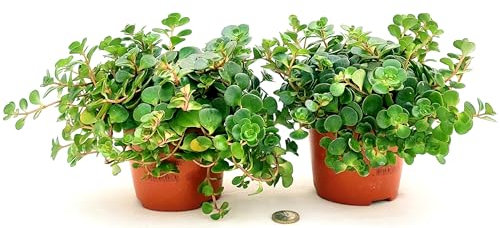 POWERS TO FLOWERS - SEDUM MAKINOI VASO 12CM DIAMETRO, 2 PIANTE, piante vere