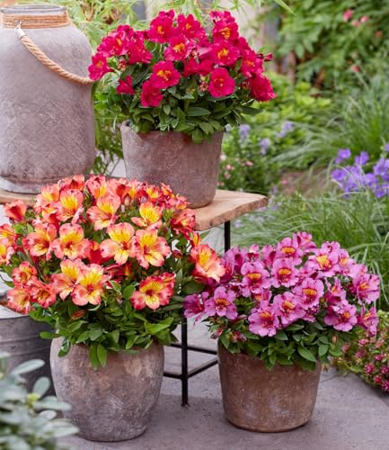 BALDUR Garten Winterharte Alstromeria-Kollektion 'Incalys®', 3 Pflanzen | Neuzüchtung, winterhart bis -8°C, blühender Blickfang von Mai bis Oktober, Lieferung im 12 cm XL Topf