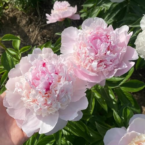 Bulbos de peonía, de balcón perennes resistentes extraño jardín orgánico variedades antiguas para lugares soleados decoraciones jardín para exteriores en macetas 2pcs