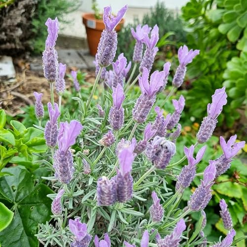 semillas de lavanda semillas de balcón Cobertura silvestres resistentes decoración silvestres balcón 200pcs