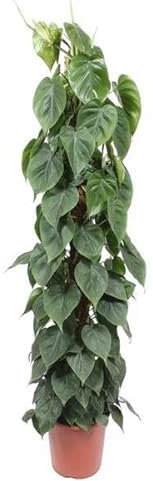 Philodendron Scandens - Bastone per muschio, 150 cm, ø27