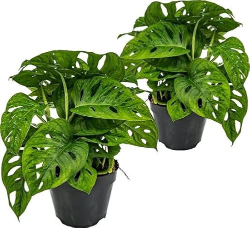 Monstera Adansonii | Pack 2 Plantas | DECOALIVE | Plantas de Interior Naturales
