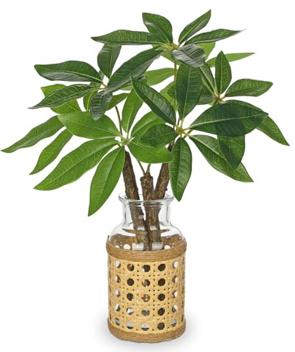 Hollyone Fake Money Tree Leaves Stems in Woven Glass Vase with Faux Water 11.8 Artificial Plants Indoor Money Tree Plant for Home Office Bedroom Shelf Farmhouse Wedding Table Centerpiece Decorations