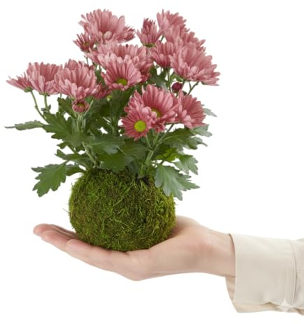 Kokedama Margarita Crisantemo Planta Natural Viva DECOALIVE