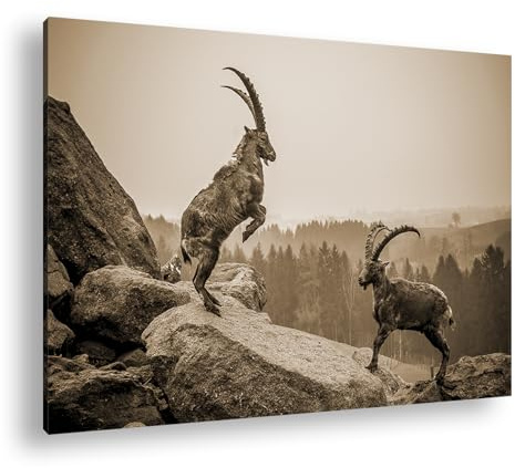 Leinwandbild Kämpfende Steinböcke – Natur in Aktion Format: 60x40 cm Effekt: Sepia XXL Kunstdruck Bild auf Keilrahmen/Wandbild/Wohnzimmer Deko