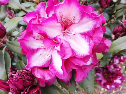 Großblumige Alpenrose Midnight Mystic - Rhododendron hybride Midnight Mystic - 30-40cm
